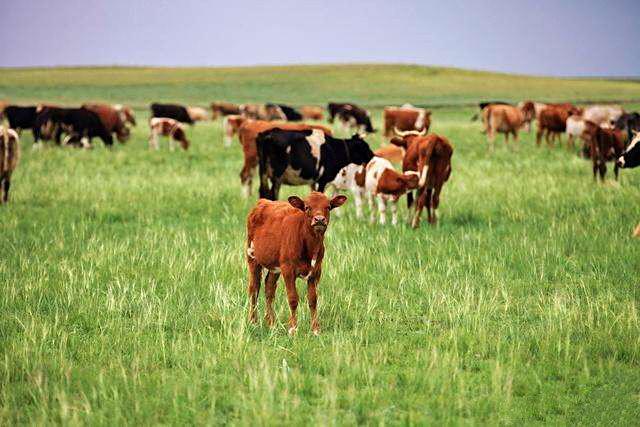 严防假冒牛羊肉、价格欺诈 湖南发布肉类产品经营告诫书